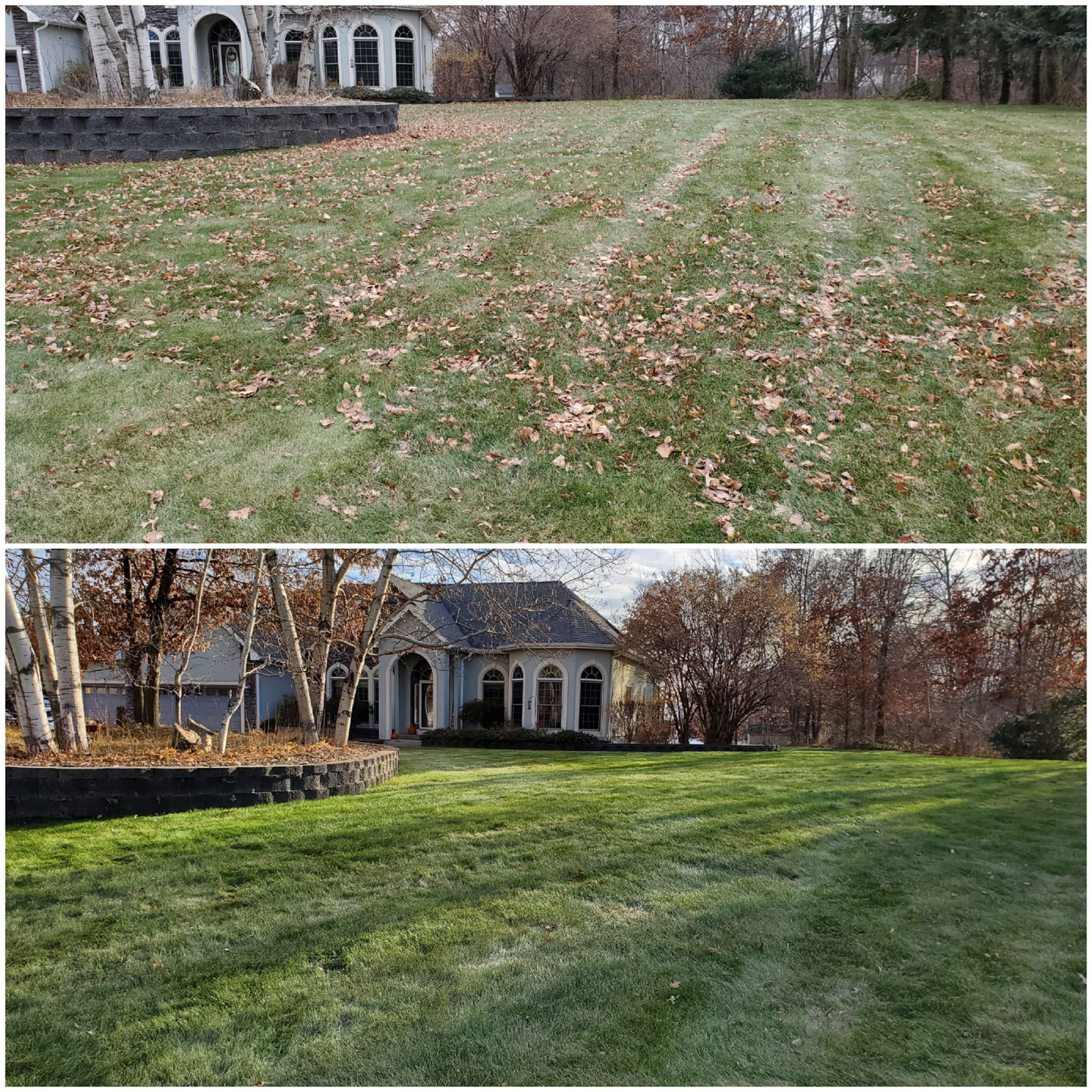 leaf clean up 5.webp